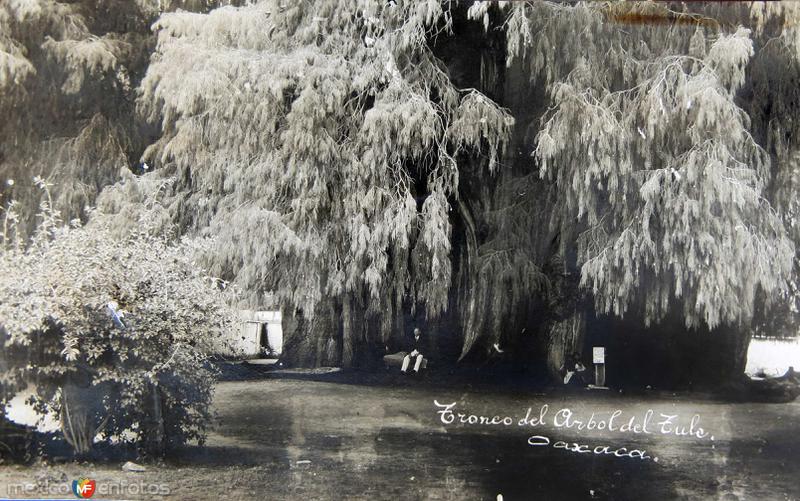 Fotos de Santa María Del Tule, Oaxaca: EL ARBOL