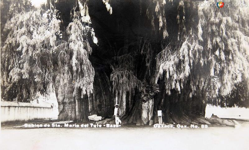 Fotos de Santa María Del Tule, Oaxaca: EL ARBOL