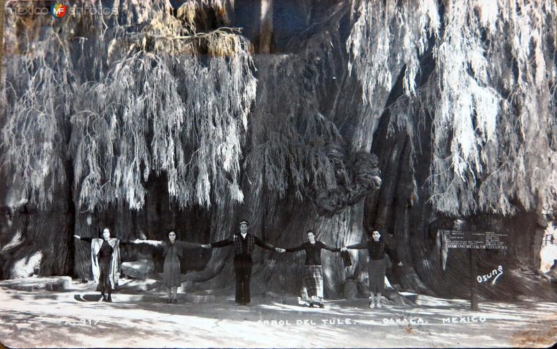 Fotos de Santa María Del Tule, Oaxaca: EL ARBOL