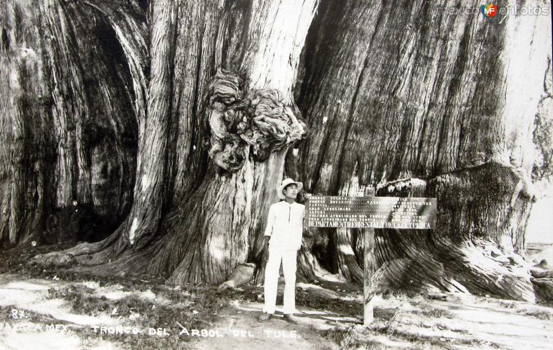 Fotos de Santa María Del Tule, Oaxaca: EL ARBOL