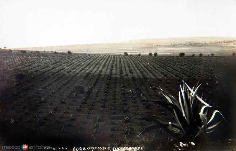 Fotos de Ometusco, México: MAGUEYALES PARA EL PULQUE Por el fotografo Hugo Brehme