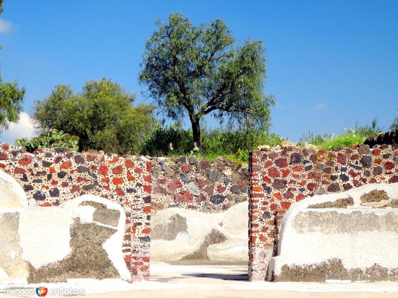 Fotos de Teotihuacán, México: Flora de Teotihuacán