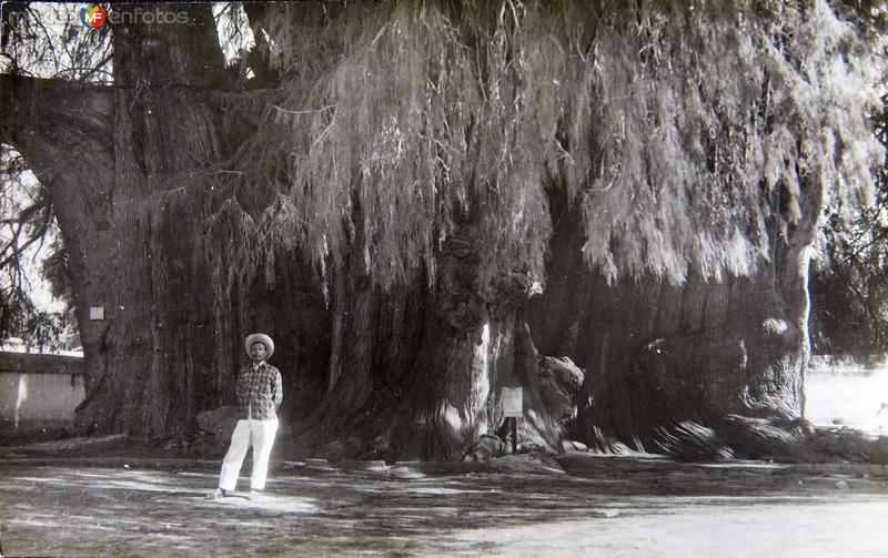 Fotos de Santa María Del Tule, Oaxaca: EL ARBOL