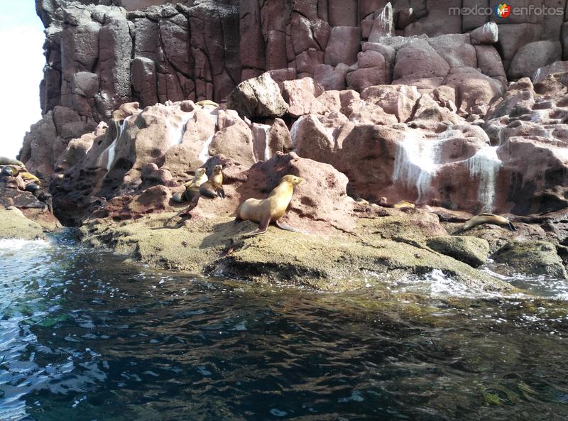 Fotos de Isla Espíritu Santo, Baja California Sur: Colonia de Lobos Marinos