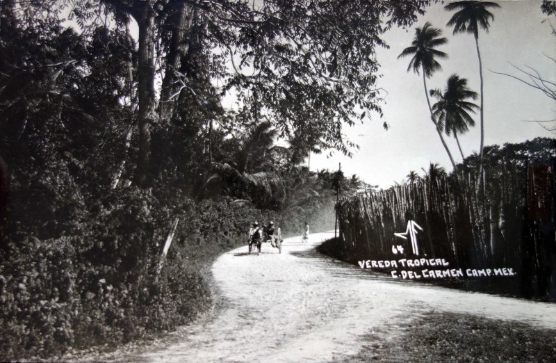 Fotos de Ciudad Del Carmen, Campeche: Vereda tropical.