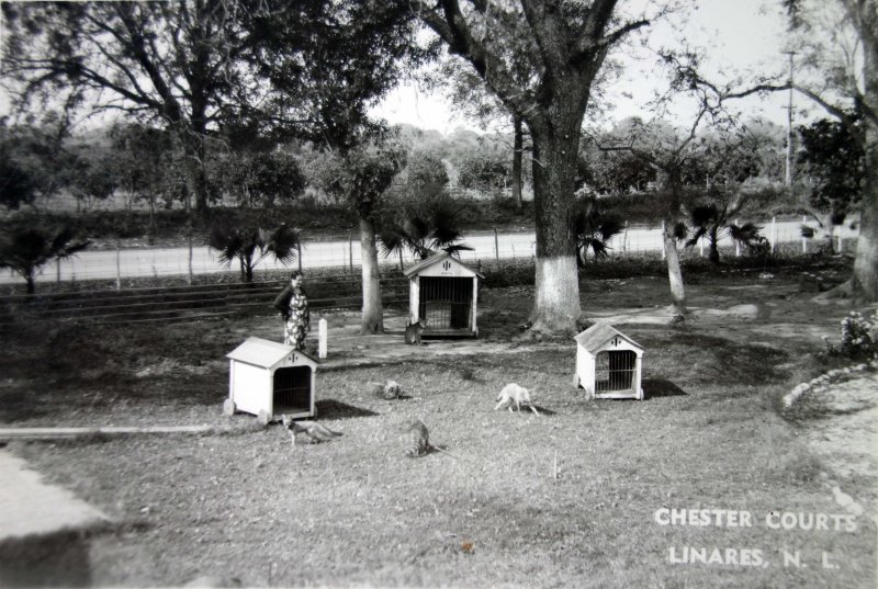 Fotos de Linares, Nuevo León: Chester Courts.