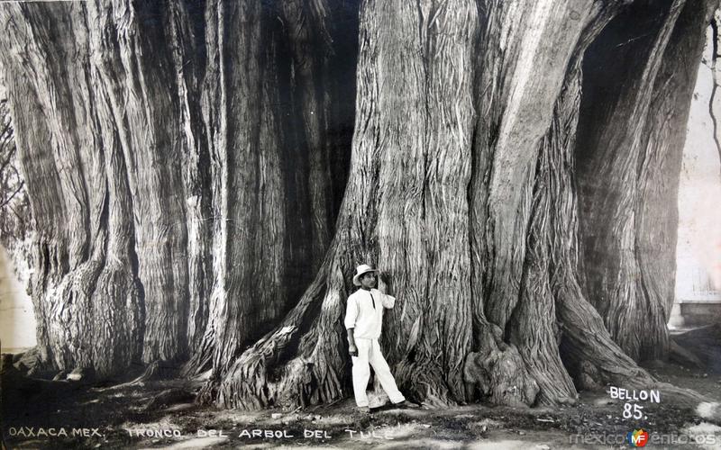 Fotos de Santa María Del Tule, Oaxaca: El Arbol de el Tule.