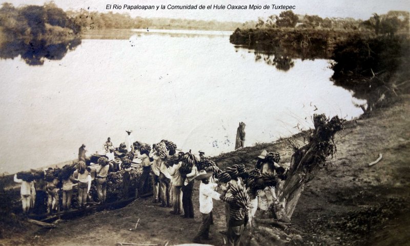 Fotos de Tuxtepec, Oaxaca: Cargando platanos en El Rio Papaloapan y la Comunidad de el Hule Oaxaca Mpio de Tuxtepec Fechada en 1911