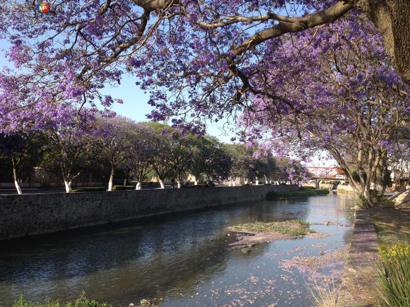 Fotos de Tlaxcala, Tlaxcala: Jacarandas en el Río Zahuapan. Abril/2018