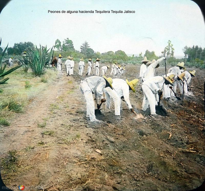 Fotos de Tequila, Jalisco: Peones de alguna hacienda Tequilera Tequila Jalisco.