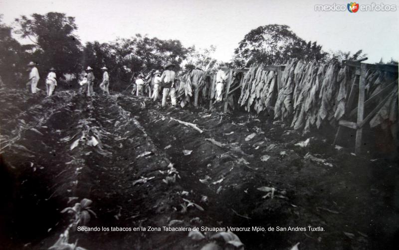 Fotos de San Andrés Tuxtla, Veracruz: Secando los tabacos en la Zona Tabacalera de Sihuapan Veracruz Mpio. de San Andres Tuxtla.