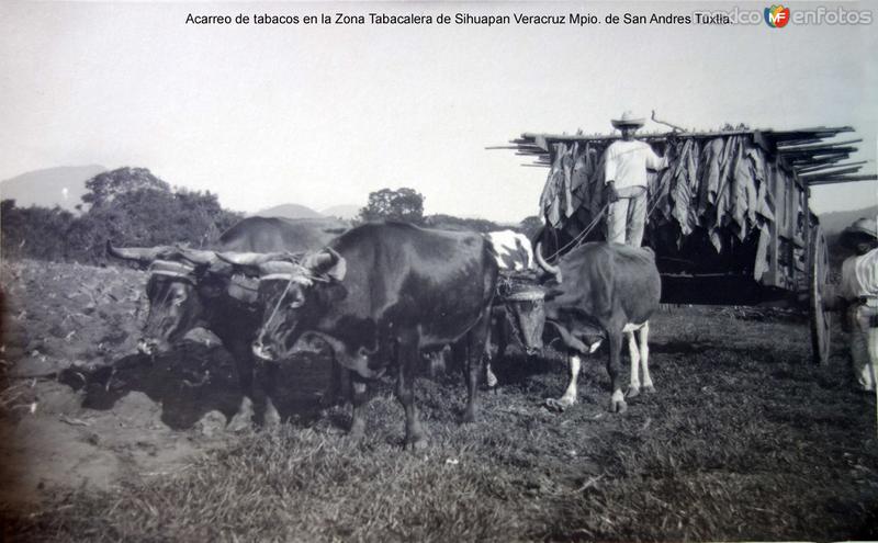 Fotos de San Andrés Tuxtla, Veracruz: Acarreo de tabacos en la Zona Tabacalera de Sihuapan Veracruz Mpio. de San Andres Tuxtla.