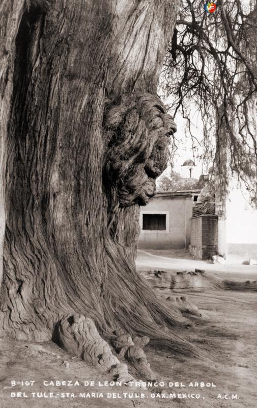 Fotos de Santa María Del Tule, Oaxaca: Cabeza de León, en el tronco del árbol del Tule