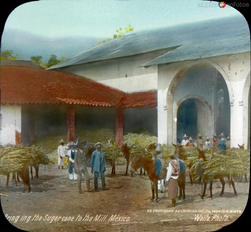 Fotos de Mitla, Oaxaca: Acarreando la cana de azucar a la molienda por el Fotógrafo Charles B. Waite 1904.