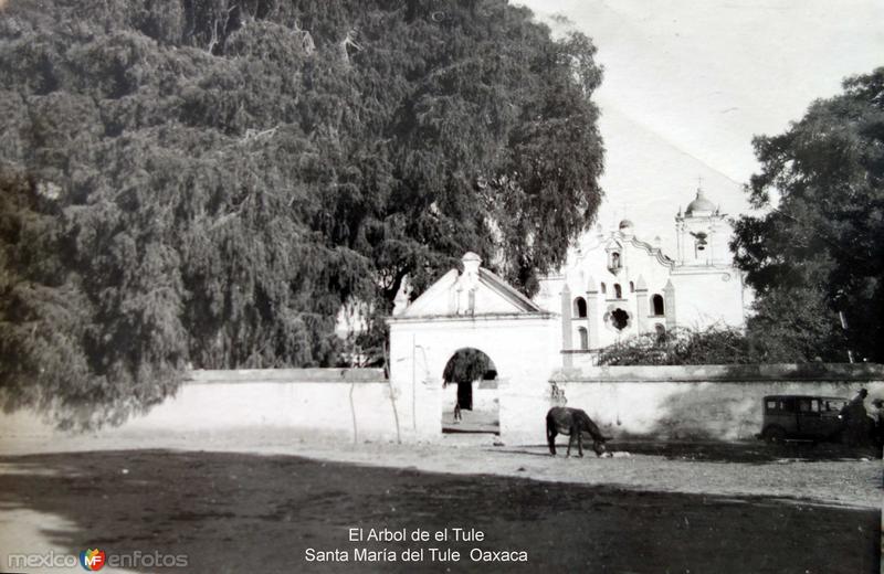 Fotos de Santa María Del Tule, Oaxaca: El Arbol de el Tule Santa María del Tule Oaxaca.