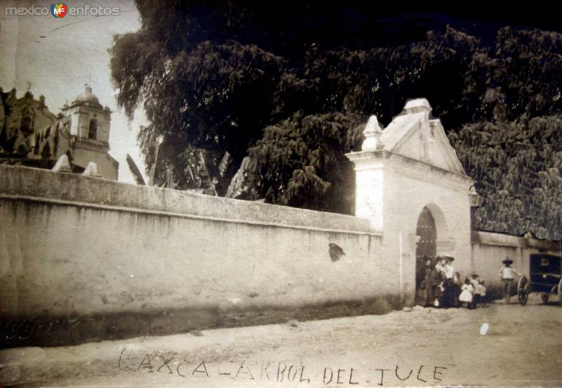 Fotos de Santa María Del Tule, Oaxaca: El Arbol del tule.