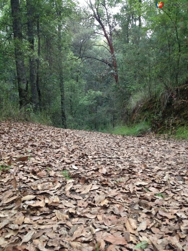 Fotos de Calpulalpan, Tlaxcala: Bosque de las Luciérnagas, Vista Hermosa. Junio/2018