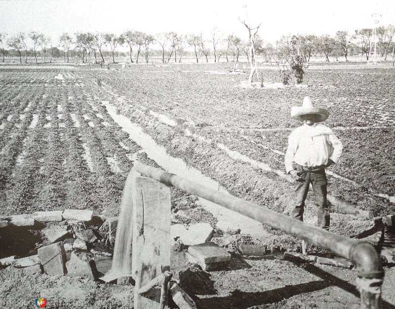 Fotos de Irapuato, Guanajuato: Regando los campos freseros ( Fechada en 1927 ).