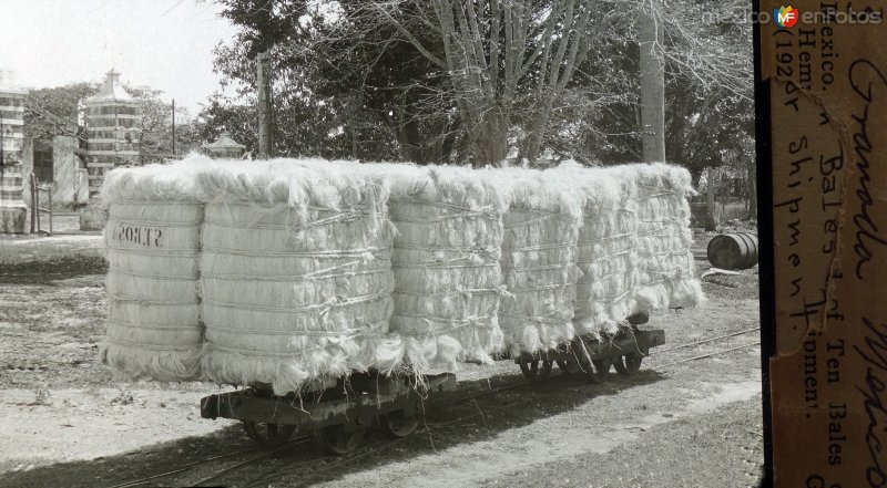 Fotos de Granada, Yucatán: Envio de pacas de henequen 1922