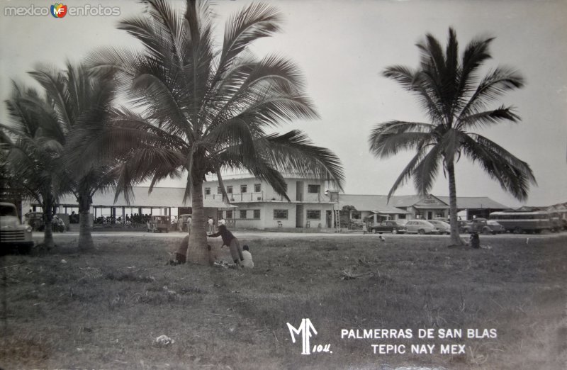 Fotos de San Blas, Nayarit: Palmeras de San Blas