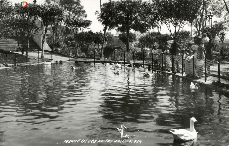 Fotos de Xalapa, Veracruz: Fuente de los Patos