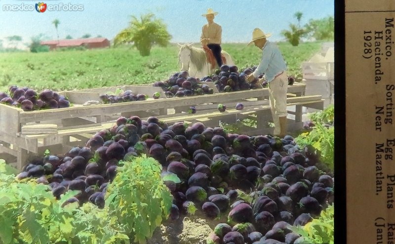 Fotos de Mazatlán, Sinaloa: Empacando berenjenas cerca de Mazatlan 1928