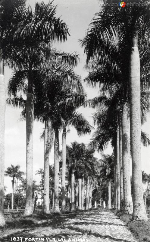 Fotos de Fortín De Las Flores, Veracruz: Paseo de Las Ánimas