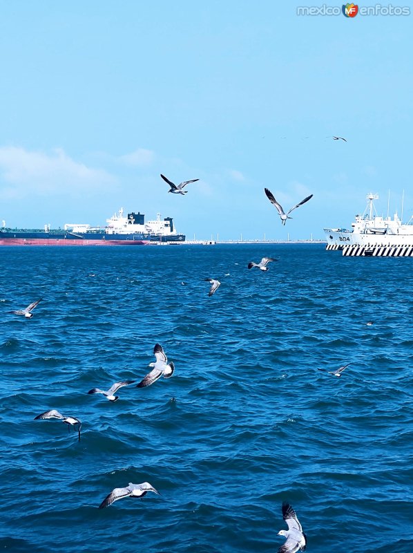 Fotos de Veracruz, Veracruz: GAVIOTAS SOBRE EL MAR AZUL DE VERACRUZ