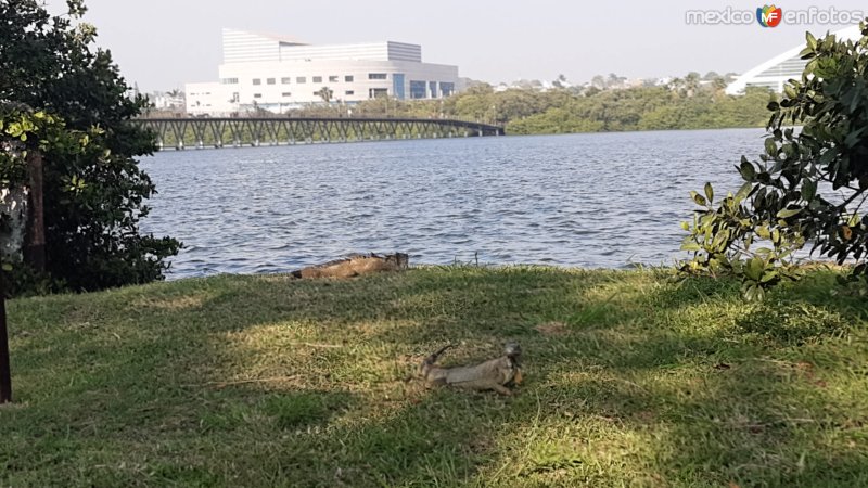 Fotos de Tampico, Tamaulipas: Laguna El Carpintero