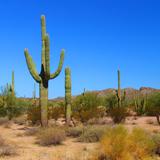 Reserva de la Biósfera El Pinacate y Gran Desierto de Altar