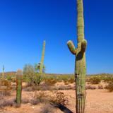 Reserva de la Biósfera El Pinacate