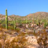 Reserva de la Biósfera El Pinacate