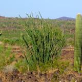 Reserva de la Biósfera El Pinacate