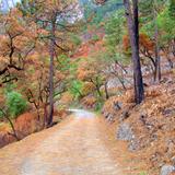 Bosque de Chipinque