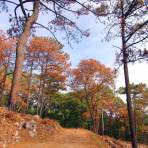 Bosque de Chipinque