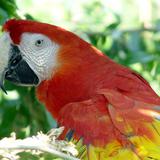 Guacamaya