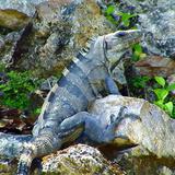 Iguana