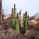 Desierto de Cataviña