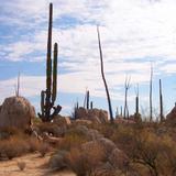 Desierto de Cataviña