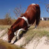 Caballo bebiendo agua