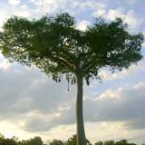 Ceiba con nidos de aves