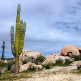 Saguaros