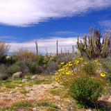 Valle de los Cirios