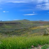 Valle de los Cirios