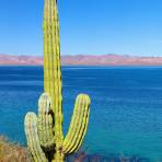 Cactus Saguaro