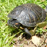 Tortugas en los jardines de la Antigua Presidencia Municipal