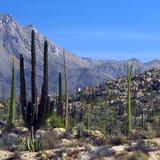 Valle de los Cirios