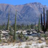 Valle de los Cirios