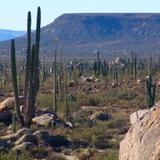 Valle de los Cirios