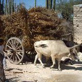 Carreta cargada de rastrojo en Col. Alvaro Obregon